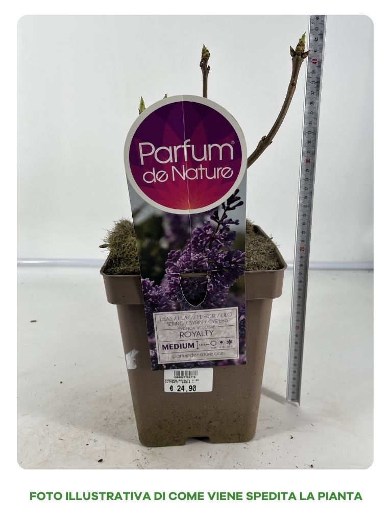 SYRINGA ROYALTY VASO 23CM