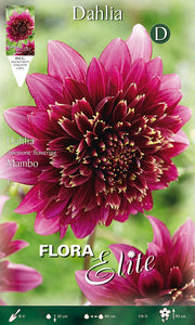 DAHLIA FIOR DI ANEMONE MAMBO (CONFEZIONE DA 1 BULBO)