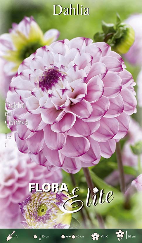 OFFERTA 3 BULBI DAHLIA BALL GENOVA