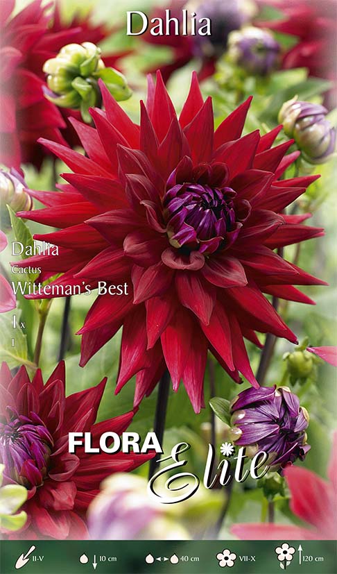 OFFERTA 3 BULBI DAHLIA CACTUS WITTEMANS BEST