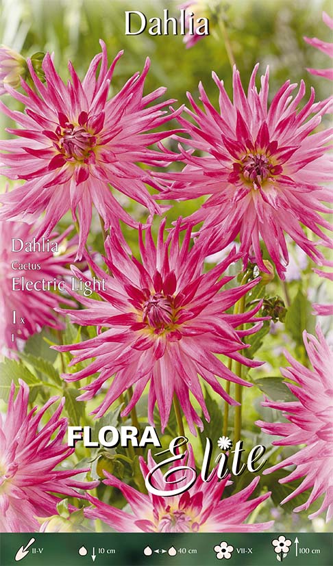 OFFERTA 3 BULBI DAHLIA CACTUS ELECTRIC LIGHT