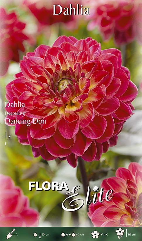 OFFERTA 3 BULBI DAHLIA DECORATIVE DANCING DON