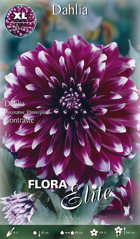 OFFERTA 3 BULBI DAHLIA DECORATIVE DINNERPLATE CONTRASTE XL