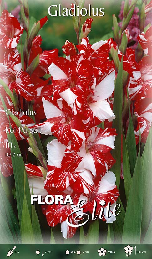OFFERTA 30 BULBI GLADIOLI LARGE FLOWERING KOI PURSUIT