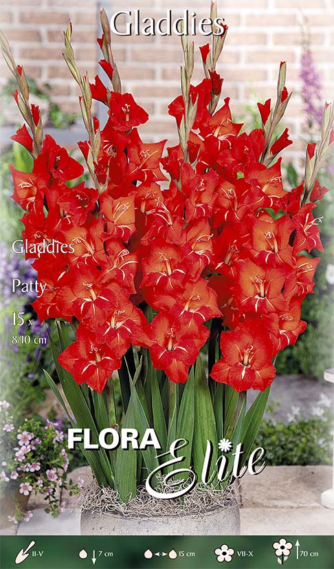 OFFERTA 75 BULBI GLADIOLI GLADDIES PATTY