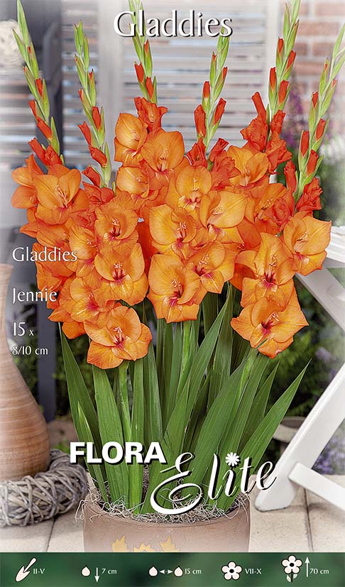 OFFERTA 45 BULBI GLADIOLI GLADDIES JENNIE