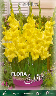 GLADIOLI GLADDIES LUNA (CONFEZIONE DA 15 BULBI)