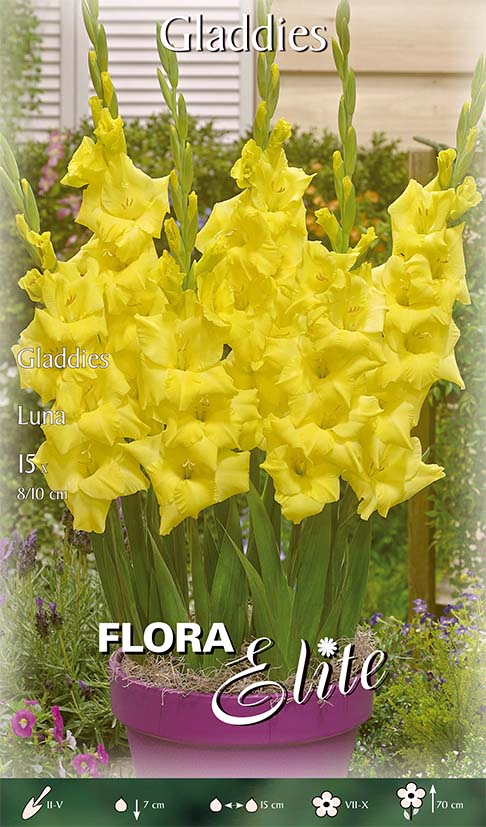 OFFERTA 45 BULBI GLADIOLI LUNA
