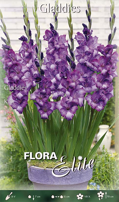 OFFERTA 75 BULBI GLADIOLI GLAMINI KIM