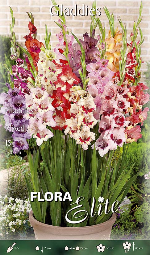 OFFERTA 45 BULBI GLADIOLI MIX