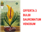 OFFERTA 3 BULBI SAUROMATUM VENOSUM