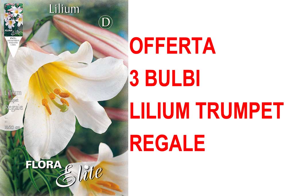 OFFERTA 3 BULBI LILIUM TRUMPET REGALE