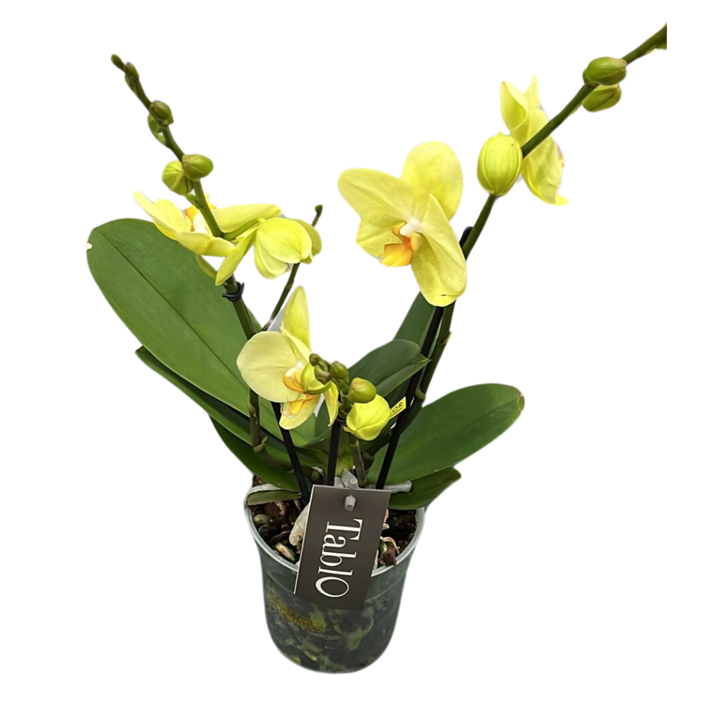 ORCHIDEA PHALAENOPSIS TABLO GIALLO LIMONCELLO 3 STELI VASO 12CM