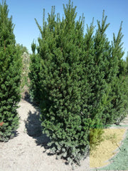 TAXUS MEDIA HICKSII VASO 19CM