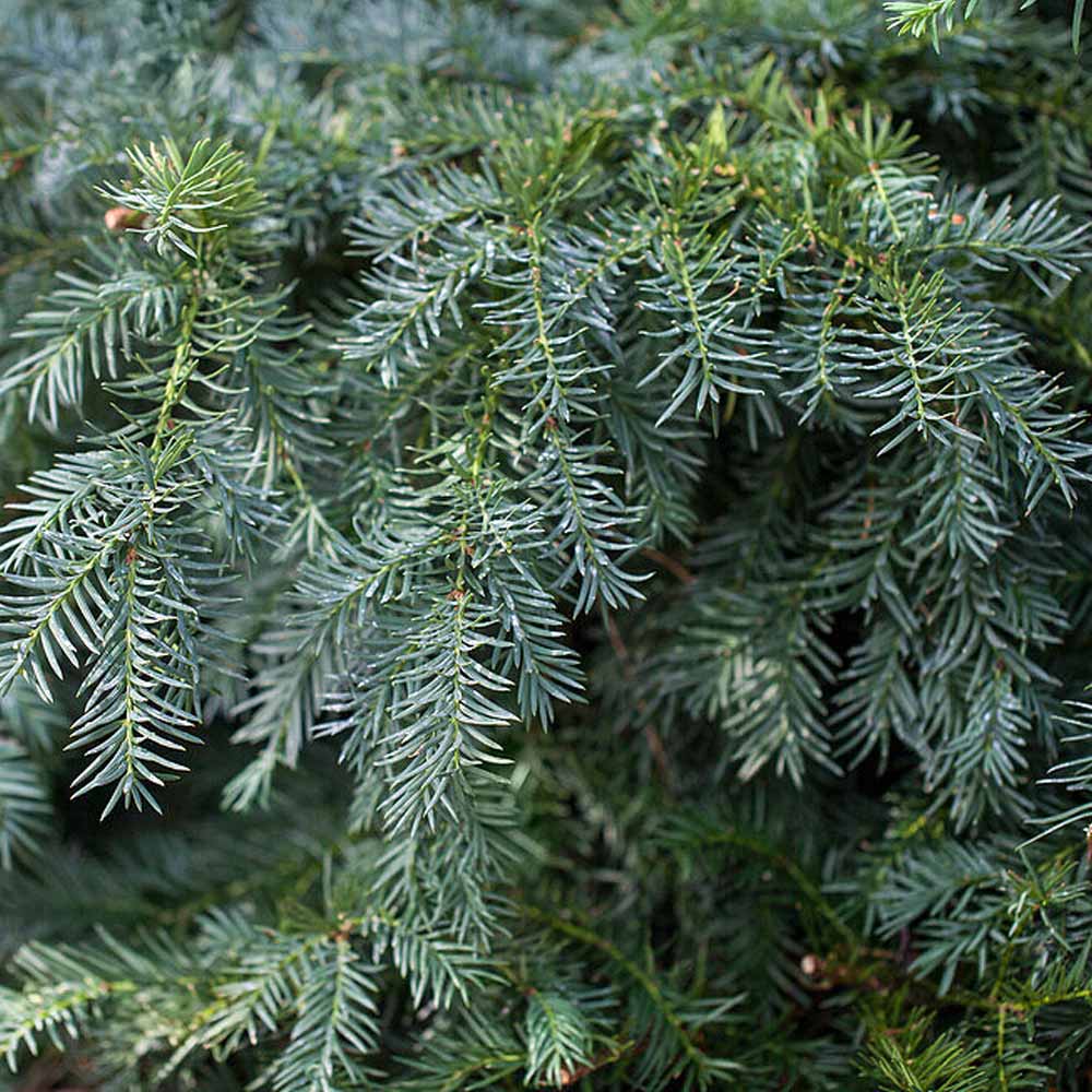TAXUS BACCATA REPANDENS VASO 17CM