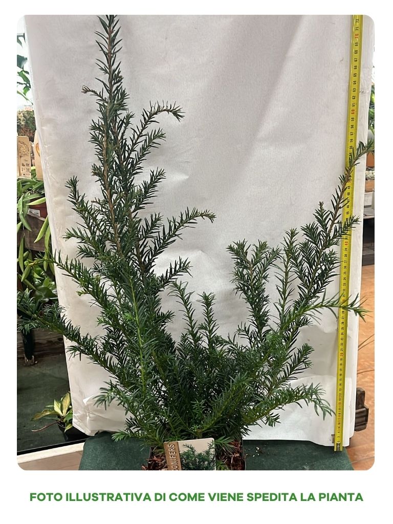 TAXUS BACCATA REPANDENS VASO 17CM