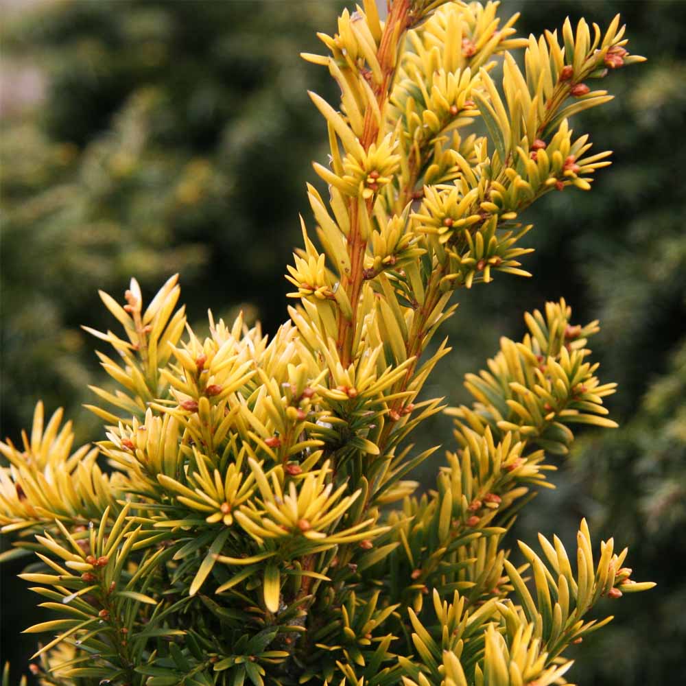 TAXUS BACCATA SEMPERAUREA VASO 17CM