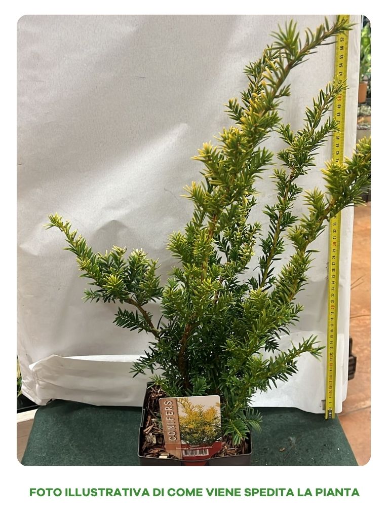 TAXUS BACCATA SEMPERAUREA VASO 17CM