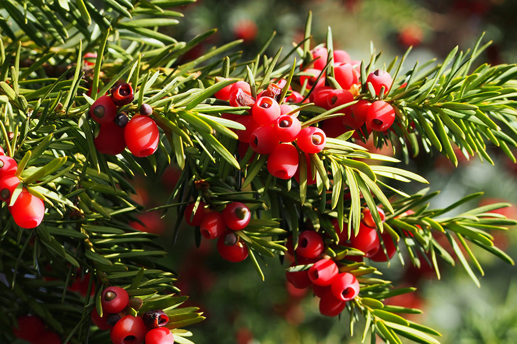 TAXUS MEDIA HICKSII VASO 19CM