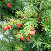 TAXUS MEDIA HICKSII VASO 17CM