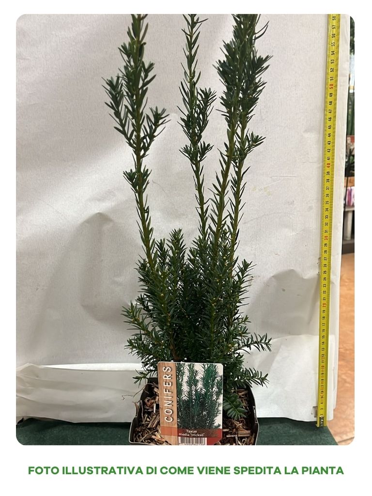 TAXUS MEDIA HICKSII VASO 17CM