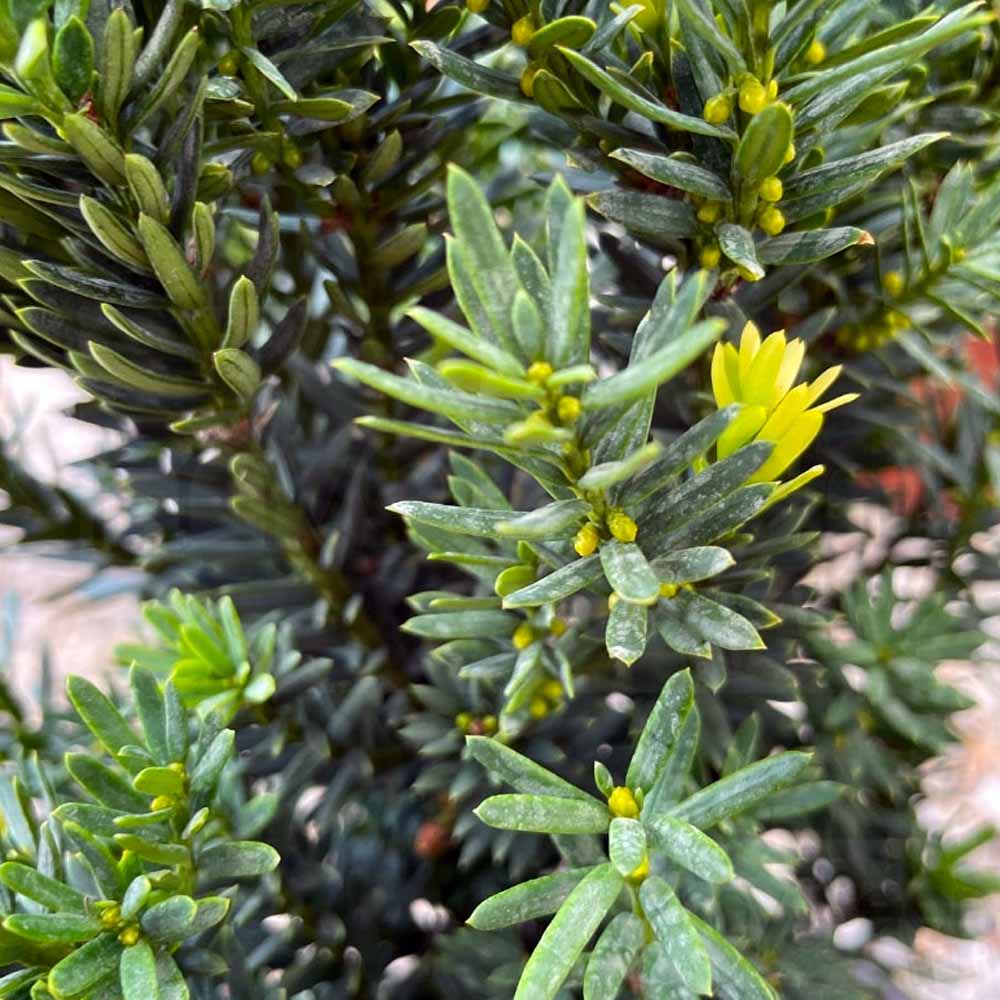 TAXUS MEDIA HILLII VASO 17CM