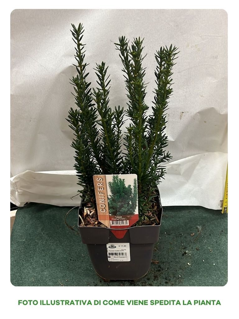 TAXUS MEDIA HILLII VASO 17CM