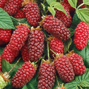 RUBUS TAYBERRY (1 PIANTA)