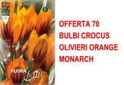 OFFERTA 70 BULBI CROCUS OLIVIERI ORANGE MONARCH