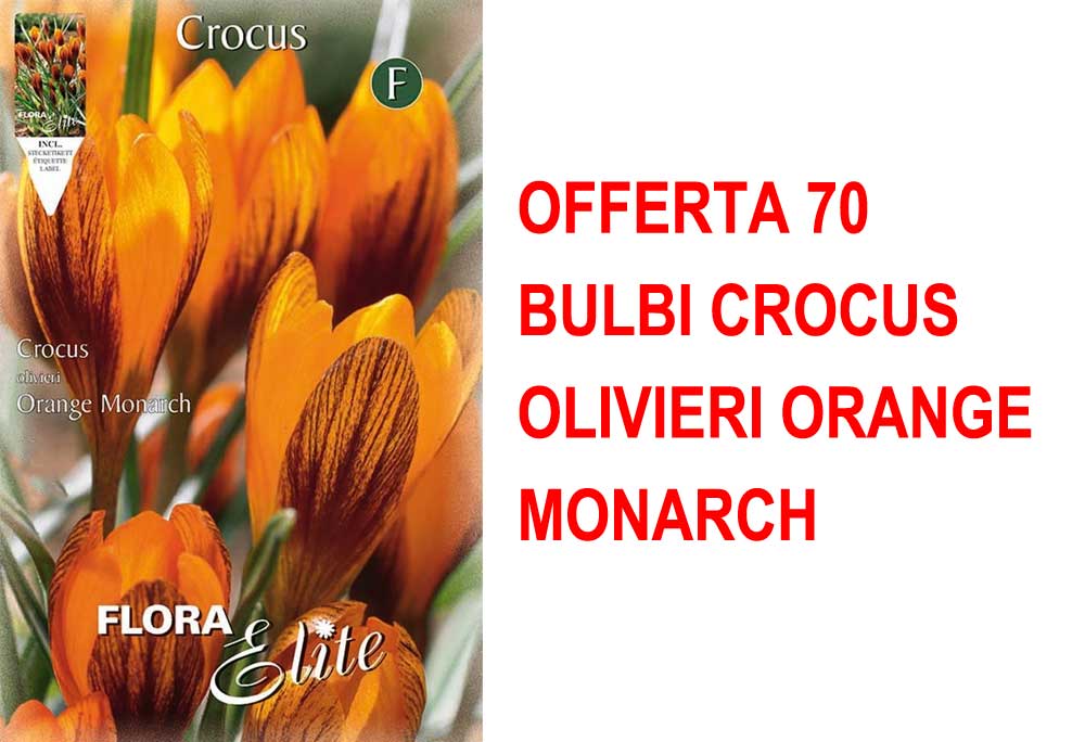 OFFERTA 70 BULBI CROCUS OLIVIERI ORANGE MONARCH