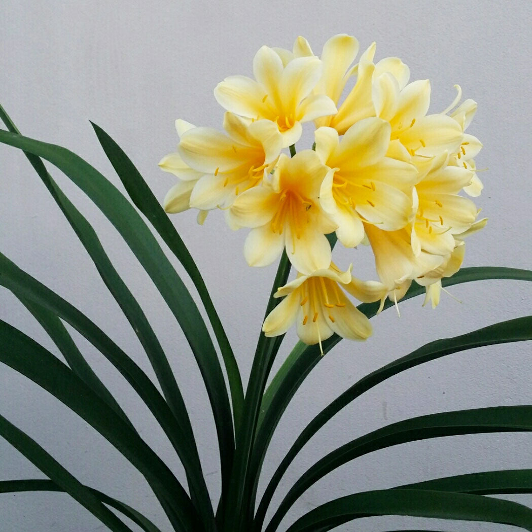 CLIVIA MINIATA IN VASO 13CM ARANCIONE O GIALLA