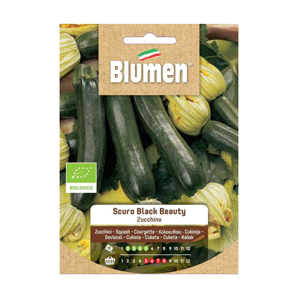 SEMI ZUCCHINO SCURO BEAUTY BIOLOGICO BLUMEN