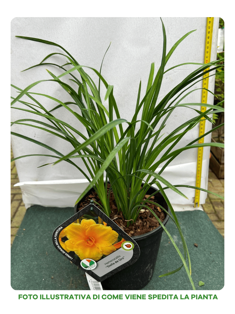 HEMEROCALLIS STELLA D'ORO VASO 18CM