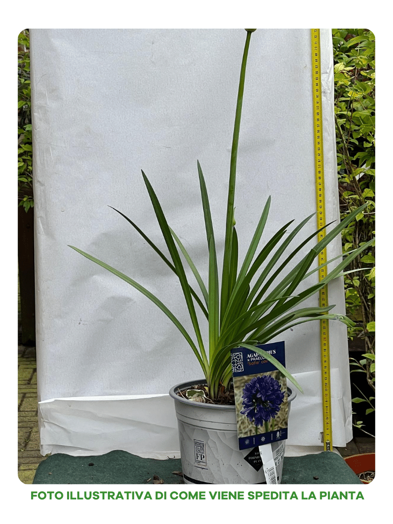 AGAPANTHUS PRAECOX SOFIE VASO 20CM