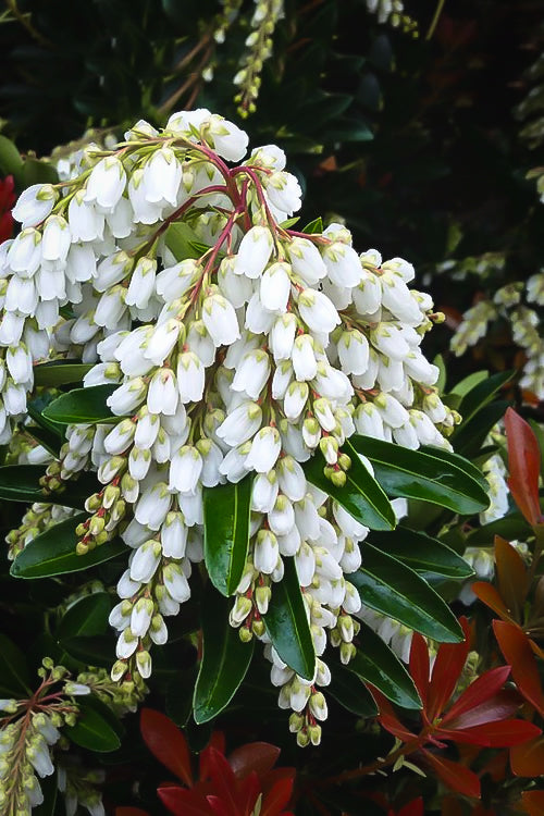 PIERIS JAPONICA TEMPLE BELL VASO 17CM