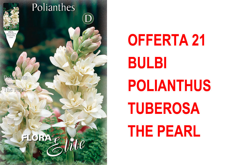 OFFERTA 21 BULBI POLIANTHUS TUBEROSA THE PEARL