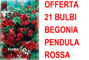 OFFERTA 21 BULBI BEGONIA PENDULA ROSSA