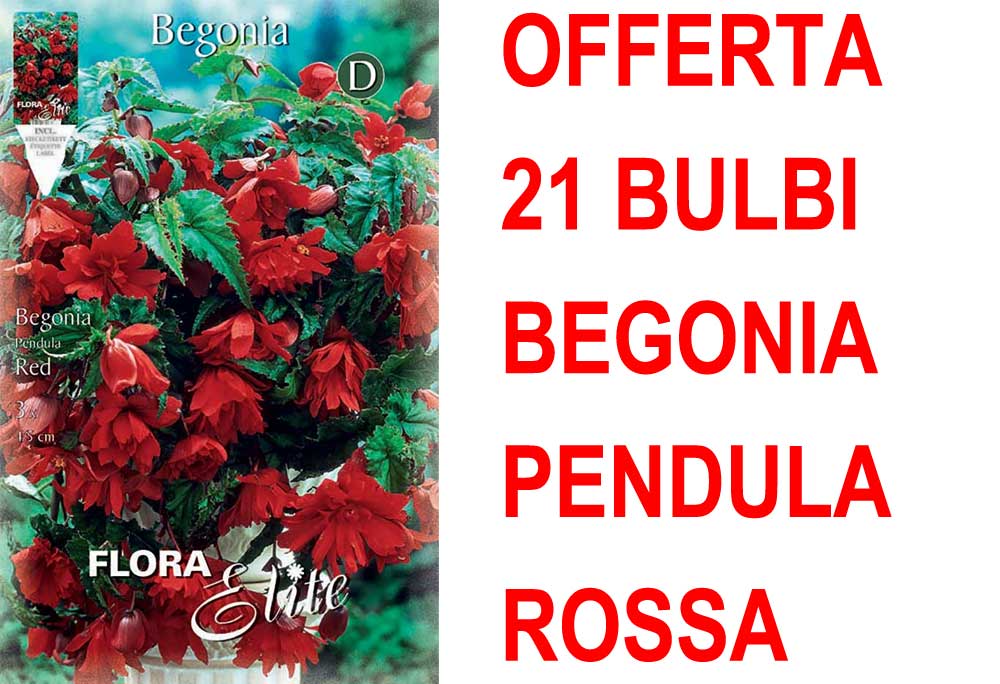 OFFERTA 21 BULBI BEGONIA PENDULA ROSSA
