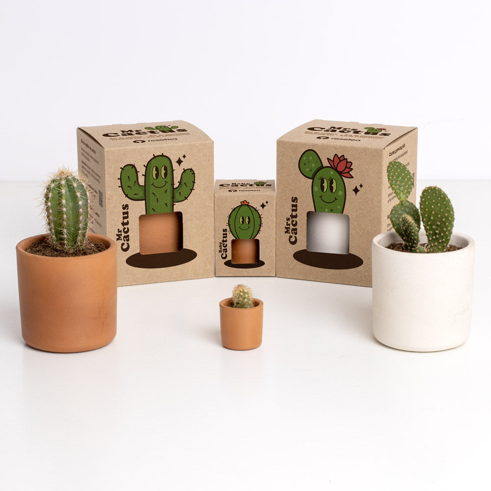 BABY CACTUS
