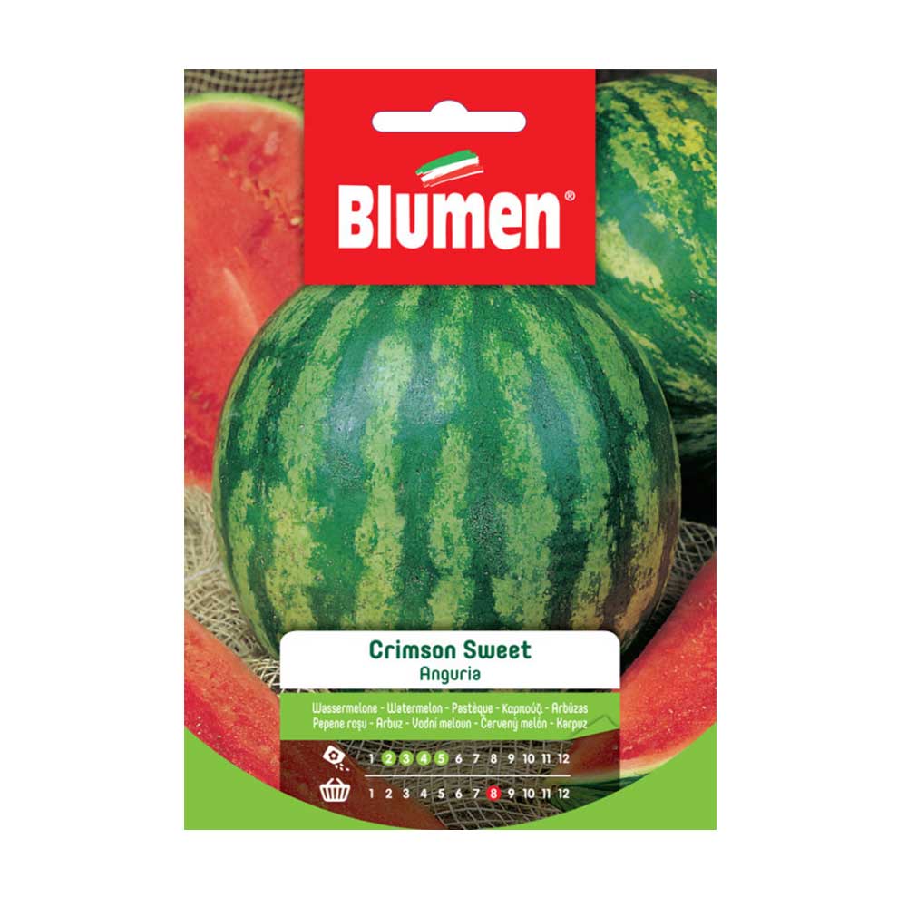 SEMI ANGURIA CRIMSWON SWEET BLUMEN