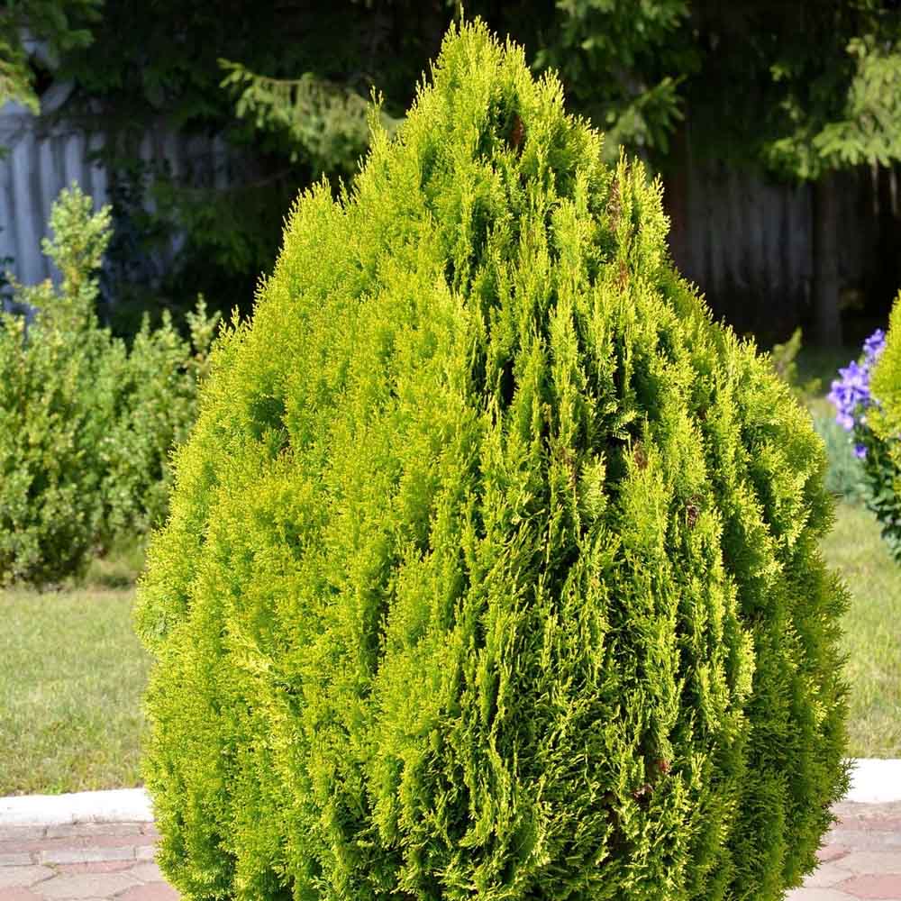 THUJA ORIENTALIS AUREA NANA IN VASO 18CM