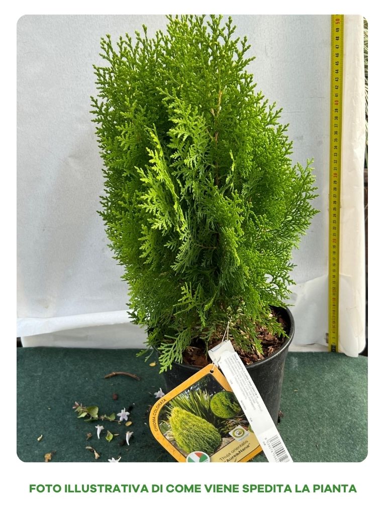 THUJA ORIENTALIS AUREA NANA IN VASO 18CM