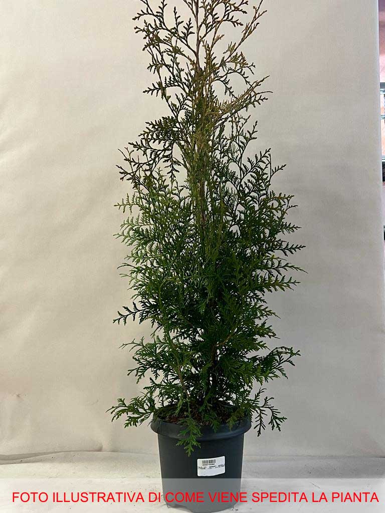 THUJA OCCIDENTALIS BRABANT VASO 19CM