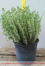 TIMO FAUSTINI IN VASO 14CM