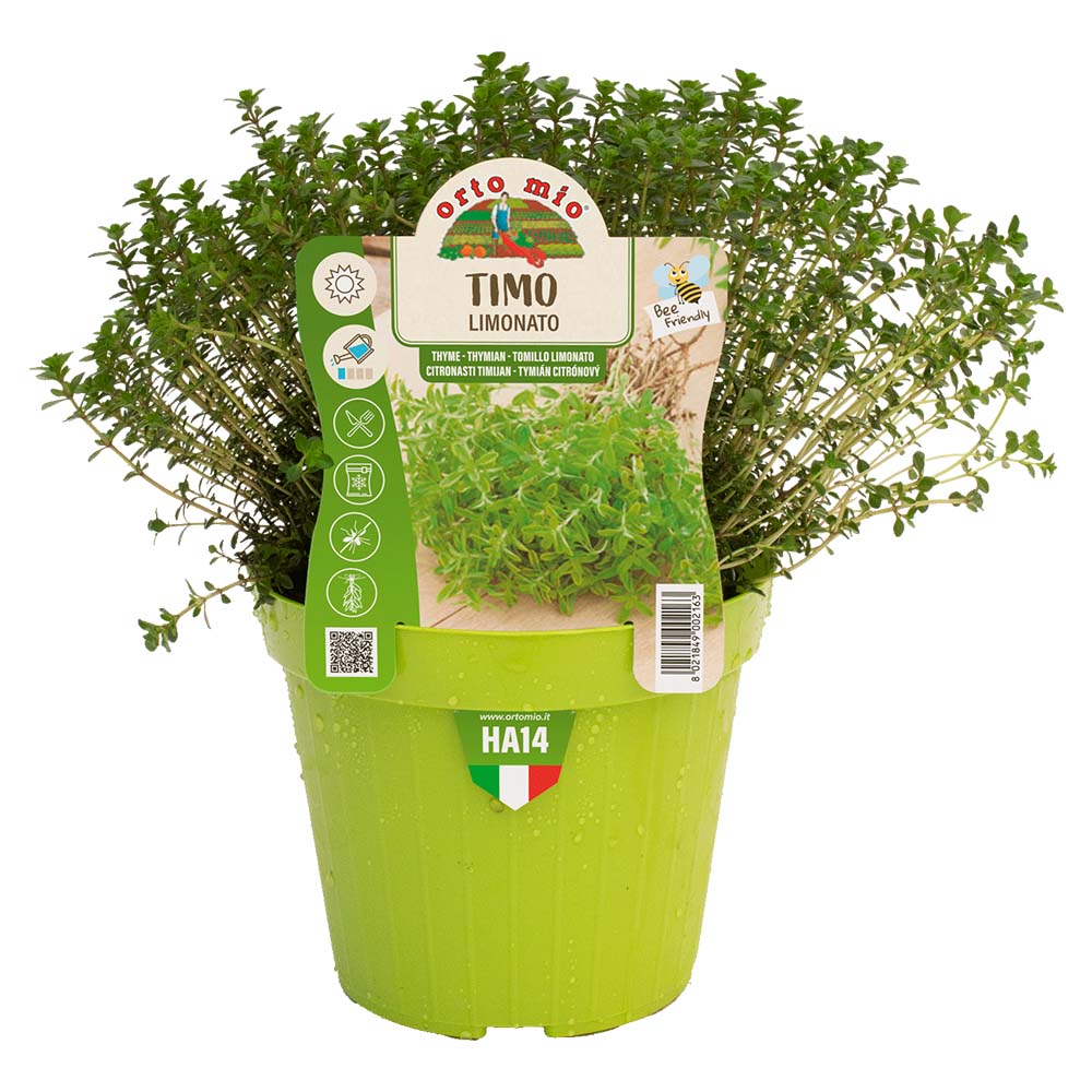 1 PIANTA DI TIMO LIMONATO VASO 14CM