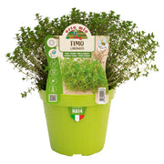 1 PIANTA DI TIMO LIMONATO VASO 14CM