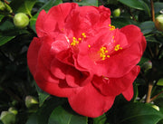 CAMELIA CHARLES COOB VASO 19CM