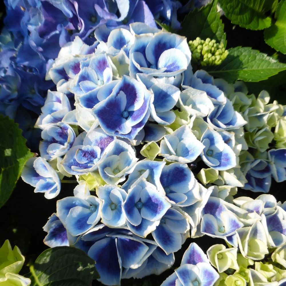 ORTENSIA HYDRANGEA MACROPHYLLA TIVOLI VASO 14CM