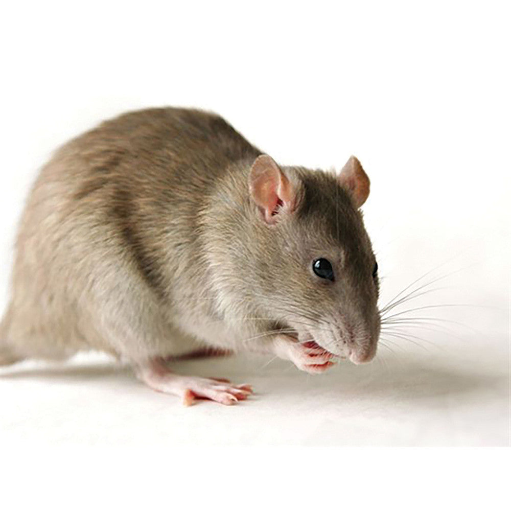 ESCA ATTRATTIVA ALIMENTARI PER TOPI 100 GR