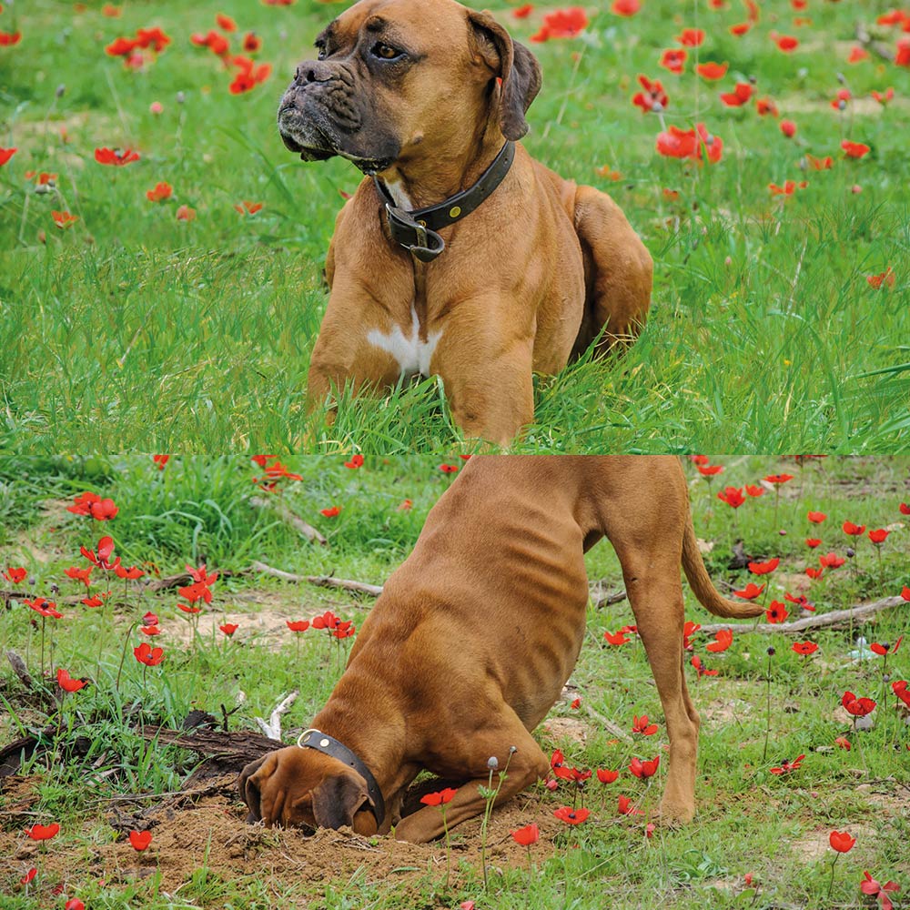 RETE SALVAPRATO IN PLASTICA PER CANI 1X5 M VERDE